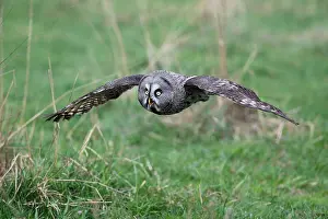 Focussing: Great Grey Owl