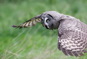 Focussing: Great Grey Owl
