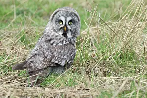 Cinereous: Great Grey Owl