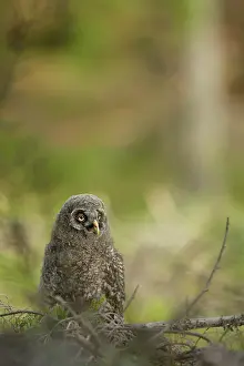 Oslo: Great Grey Owl
