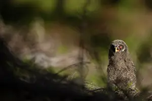 Oslo: Great Grey Owl