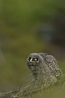 Oslo: Great Grey Owl