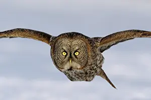 Disk: Great Grey Owl