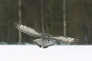Kuusamo: Great Grey Owl