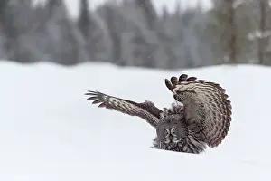 Kuusamo: Great Grey Owl