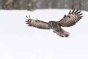Kuusamo: Great Grey Owl