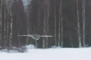 Kuusamo: Great Grey Owl