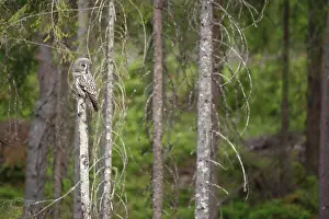 Taiga: Great Grey Owl