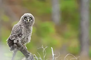Taiga: Great Grey Owl