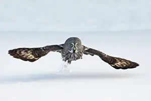 Nebulosa: Great Grey Owl