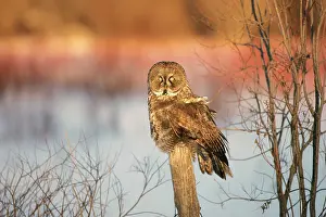 Post: Great Grey Owl