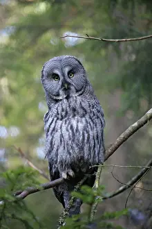 Nebulosa: Great Grey Owl adult