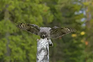 Owlet: Great Grey Owl adult