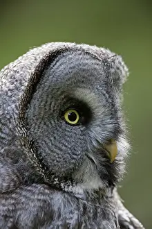 Nebulosa: Great Grey Owl adult portrait
