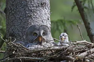 Owlets: Great Grey Owl female with young at nest
