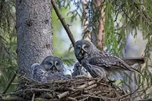 Owlets: Great Grey Owl female with young at nest
