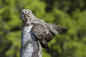 Owlets: Great Grey Owl female with young at nest in