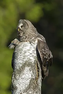 Owlets: Great Grey Owl female with young at nest in