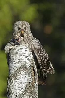 Owlets: Great Grey Owl female with young at nest in