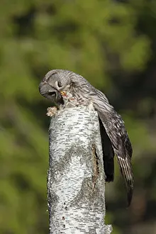 Owlets: Great Grey Owl female with young at nest in