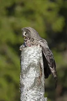 Owlets: Great Grey Owl female with young at nest in