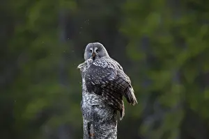 Owlets: Great Grey Owl female with young at nest in