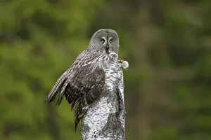Owlets: Great Grey Owl female with young at nest in