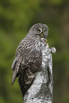 Owlets: Great Grey Owl female with young at nest in