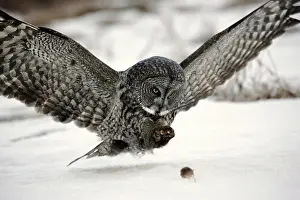 Pouncing: Great Grey Owl - in flight, approaching mouse on snow