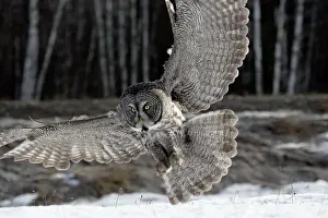 Pouncing: Great Grey Owl - in flight approaching prey