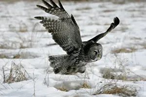 Snowcovered: Great Grey Owl - in flight over snowcovered field