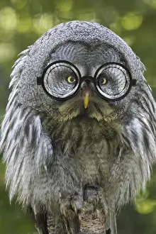 Intelligence: Great grey owl, fluffed up, wearing glasses