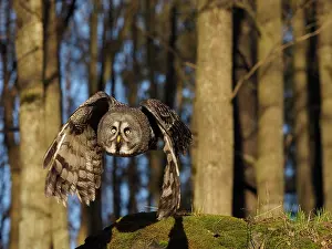 Sm280617: Great Grey Owl-Flying, Czech Republic