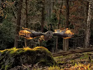Nebulosa: Great Grey Owl-flying, Czech Republic