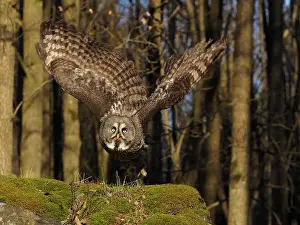 Nebulosa: Great Grey Owl-flying, Czech Republic