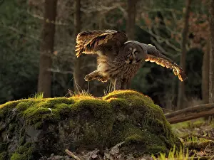 Sm280617: Great Grey Owl-landing, Czech Republic
