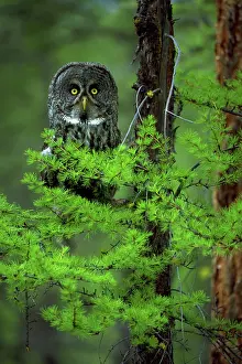 Intelligence: Great grey owl in a larch tree