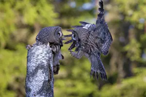 Owlets: Great Grey Owl male giving food to the female