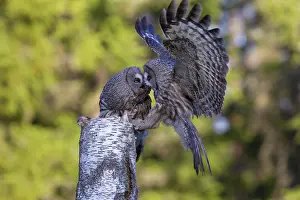 Owlets: Great Grey Owl male giving food to the female