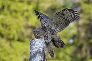 Owlets: Great Grey Owl male giving food to the female