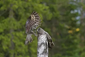 Owlets: Great Grey Owl male giving food to the female