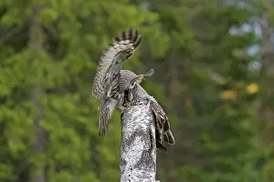 Owlets: Great Grey Owl male giving food to the female