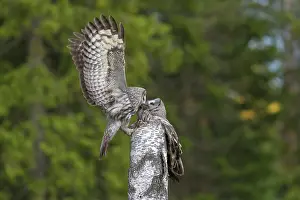 Owlets: Great Grey Owl male giving food to the female