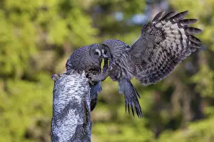 Giving: Great Grey Owl male giving food to the female