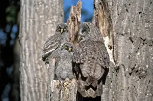 Owlets: Great Grey Owl with two owlets at nest in broken poplar tree