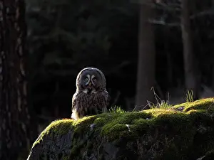 Sm280617: Great Grey Owl-sitting on a rock and watching, Czech Republic