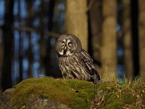 Nebulosa: Great Grey Owl-sitting on a rock and watching, Czech Republic