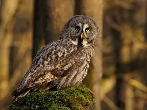 Nebulosa: Great Grey Owl-sitting on a rock and watching, Czech Republic