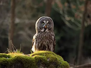 Nebulosa: Great Grey Owl-sitting on a rock and watching, Czech Republic