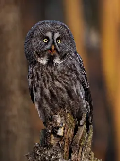 Sm280617: Great Grey Owl-sitting on a tree stump and watching, Czech Re